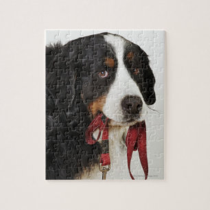 Puzzle Chien de montagne bernois (Berner Sennenhund) avec