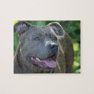 Puzzle Chien de Pitbull