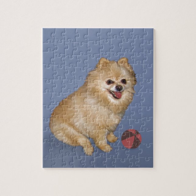 Puzzle Chien de Pomeranian avec la boule (Vertical)