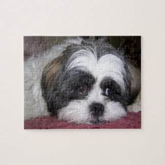 Puzzle Chien de Shih Tzu