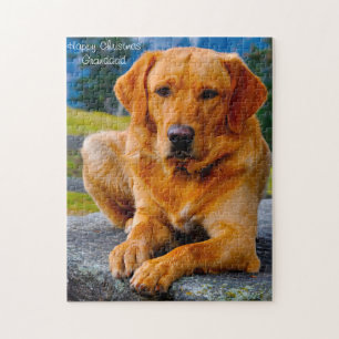 Puzzle Chien du Labrador.