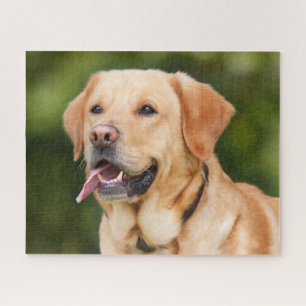 Puzzle Chien du Labrador jaune - Laboratoire