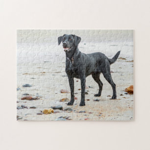 Puzzle Chien du Labrador noir sur la plage