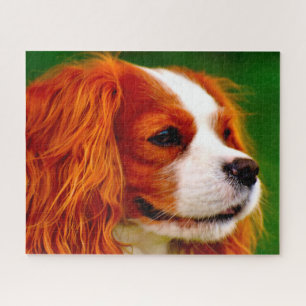 Puzzle Chien Épagneul King Charles.
