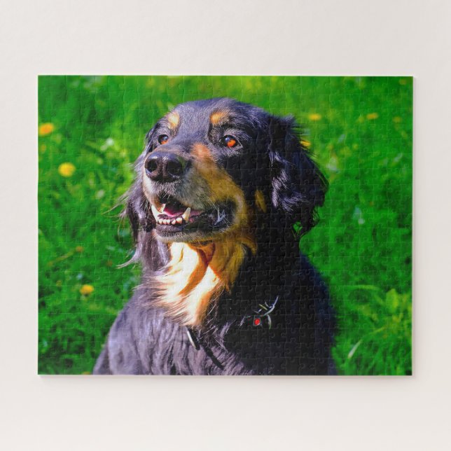 Puzzle Chien Hovawart. (Horizontal)