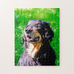 Puzzle Chien Hovawart.