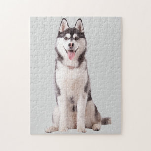 Puzzle Chien Husky de Sibérie