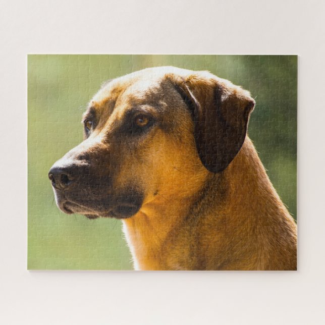 Puzzle Chien Kangal. (Horizontal)