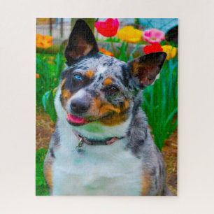 Puzzle Chien Koolie.