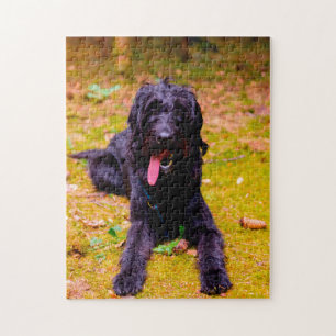 Puzzle Chien Labradoodle.