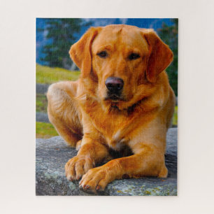 Puzzle Chien Labrador.