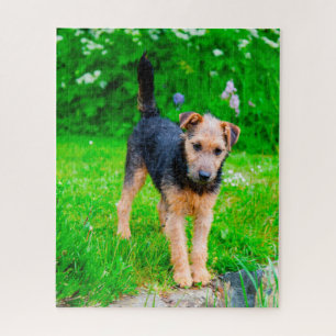 Puzzle Chien Lakeland Terrier.