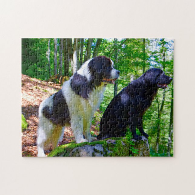 Puzzle Chien Landseer. (Horizontal)