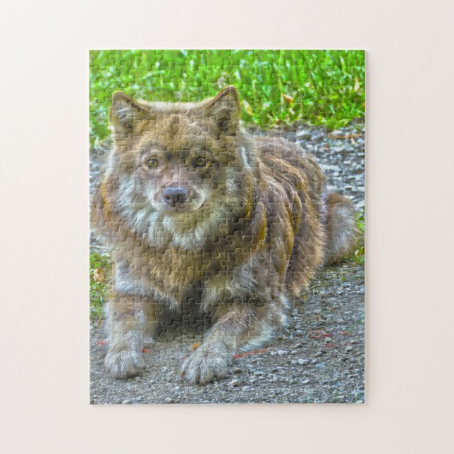 Puzzle Chien Lapphund. (Vertical)