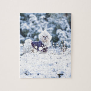 Puzzle Chien maltais mignon