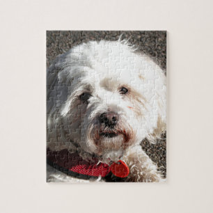 Puzzle Chien maltais mignon de Shih Tzu