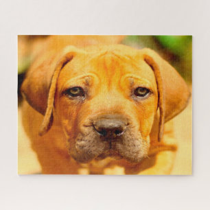 Puzzle Chien Mastiff.