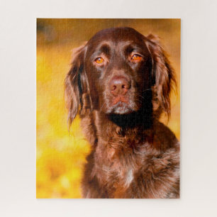 Puzzle Chien Munsterlander.