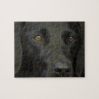 Puzzle Chien noir de Labrador