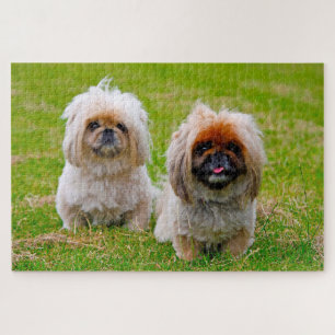 Puzzle Chien Pékinois.