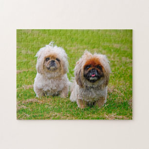 Puzzle Chien Pékinois.