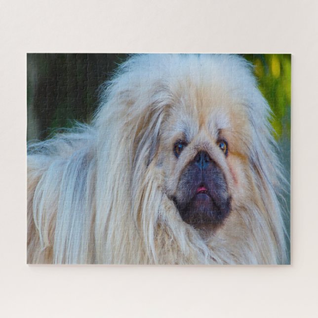 Puzzle Chien Pékinois. (Horizontal)