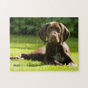 Puzzle Chien Pointeur Allemand.