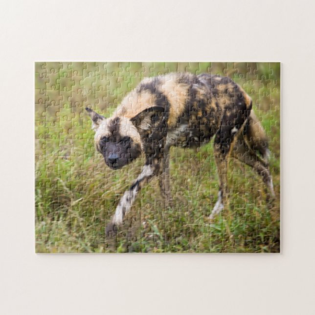 Puzzle Chien Sauvage Africain (Lycaon Pictus), Madikwe Ga (Horizontal)