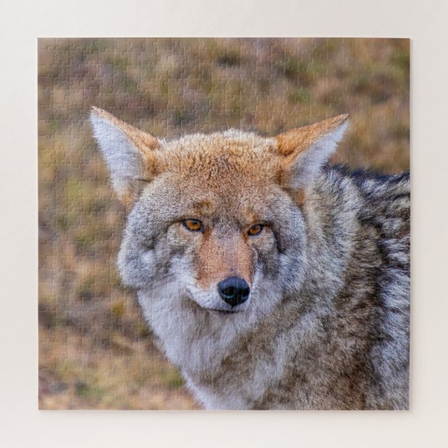 Puzzle Chien sauvage de Coyote (Vertical)