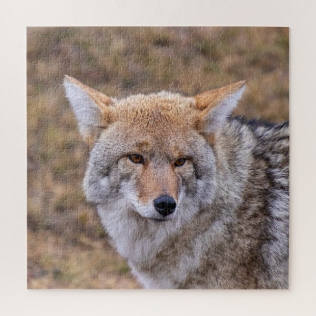 Puzzle Chien sauvage de Coyote (Vertical)
