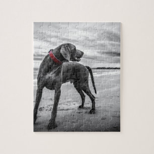 Puzzle Chien Weimaraner