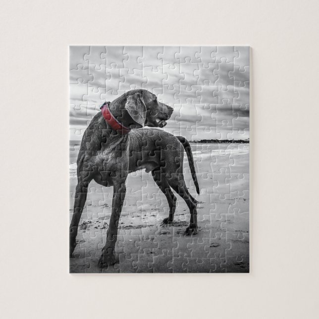 Puzzle Chien Weimaraner (Vertical)