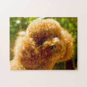 Puzzle Chiens Caniches.