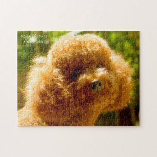 Puzzle Chiens Caniches.