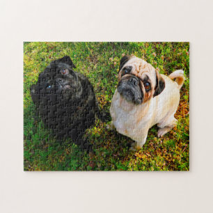 Puzzle Chiens Carlin.