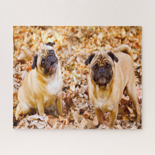Puzzle Chiens Carlin.