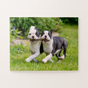 Puzzle Chiens chiots de la mignonne Boston Terrier jouant