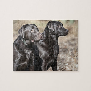 Puzzle Chiens d'arrêt de Labrador noirs