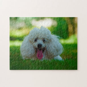 Puzzle Chiens de caniche.