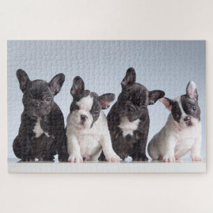 Puzzle Chiens de taureau français mignons
