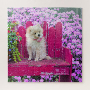 Puzzle Chiens Pomeranian Fleurs Floral
