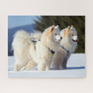 Puzzle Chiens Samoyés dans la neige