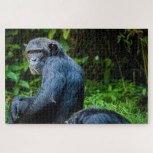 Puzzle Chimpanzé noir dans la nature