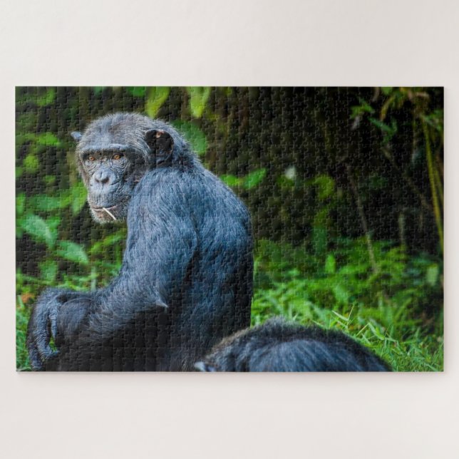 Puzzle Chimpanzé noir dans la nature (Horizontal)