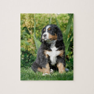Puzzle Chiot bernois