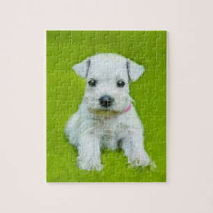 Puzzle Chiot blanc de Schnauzer