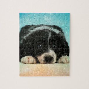Puzzle Chiot de border collie
