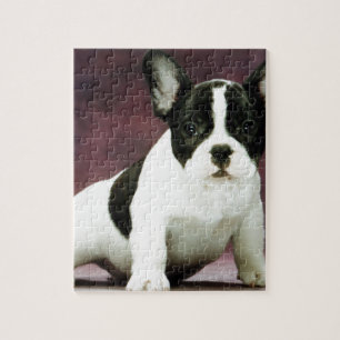 Puzzle Chiot de bouledogue de Brindle_pied_french