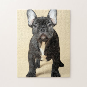 Puzzle Chiot de bouledogue français