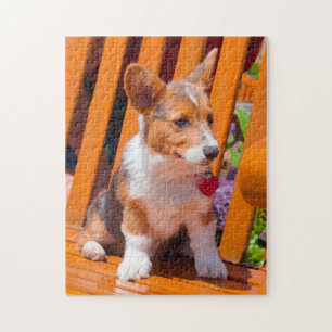 Puzzle chiot de Pembroke Welsh Corgi assis sur un banc de